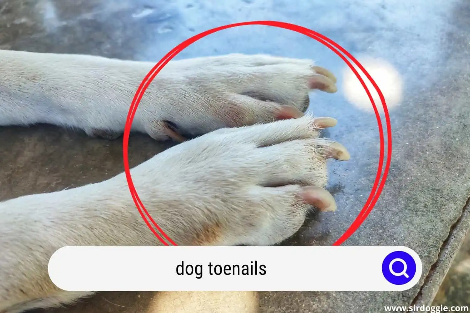 How Many Toenails Does A Dog Have?