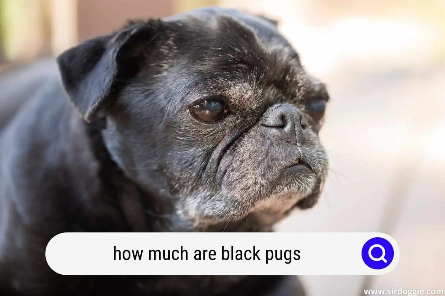 How Much Are Black Pugs?