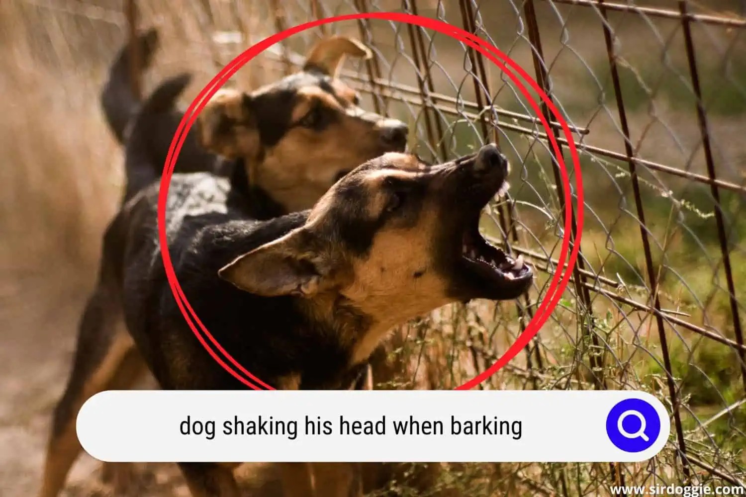 Why Does My Dog Shake His Head When He Barks?