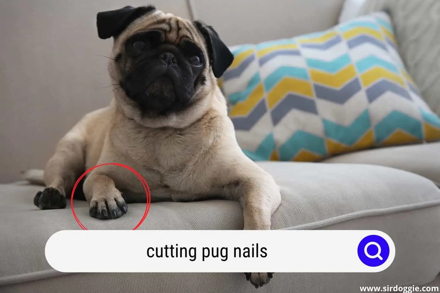 How To Cut Pug Nails Without A Fuss