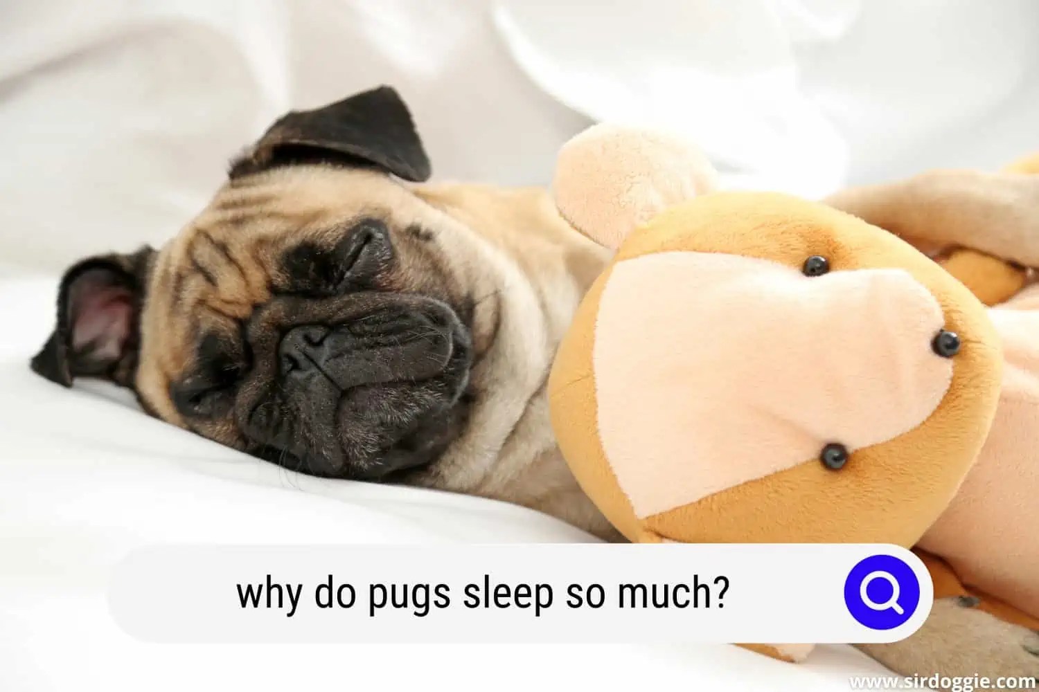 Why Do Pugs Sleep So Much?