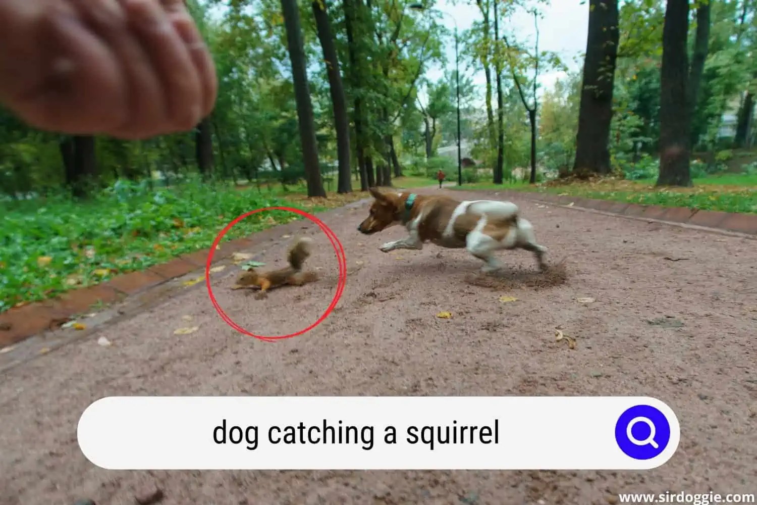Can a Dog Catch a Squirrel? (Here’s The Answer)