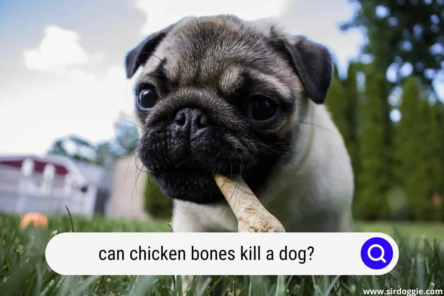 Can Chicken Bones Kill A Dog?
