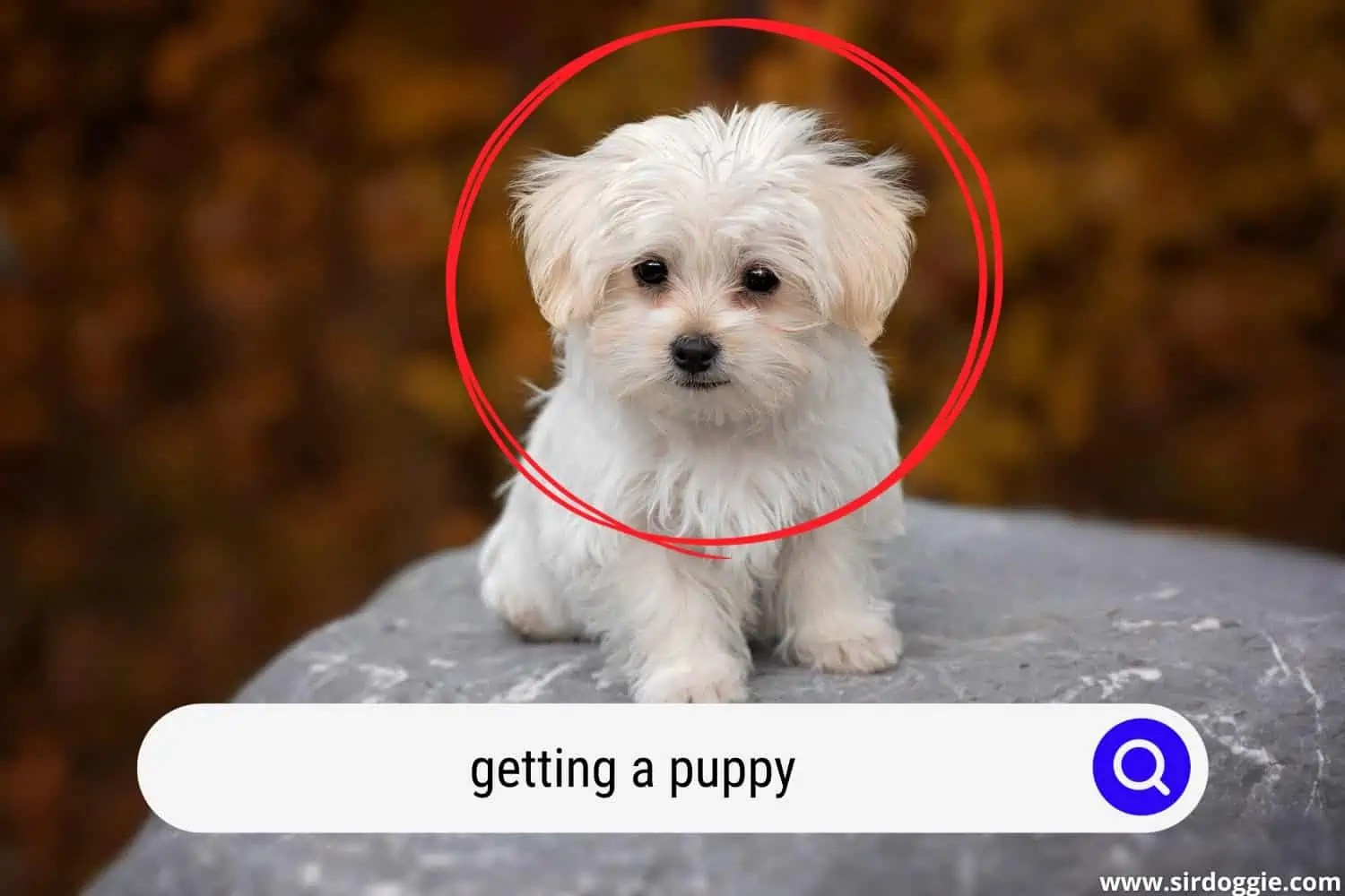 Is Getting a Puppy Worth It? Read This First!