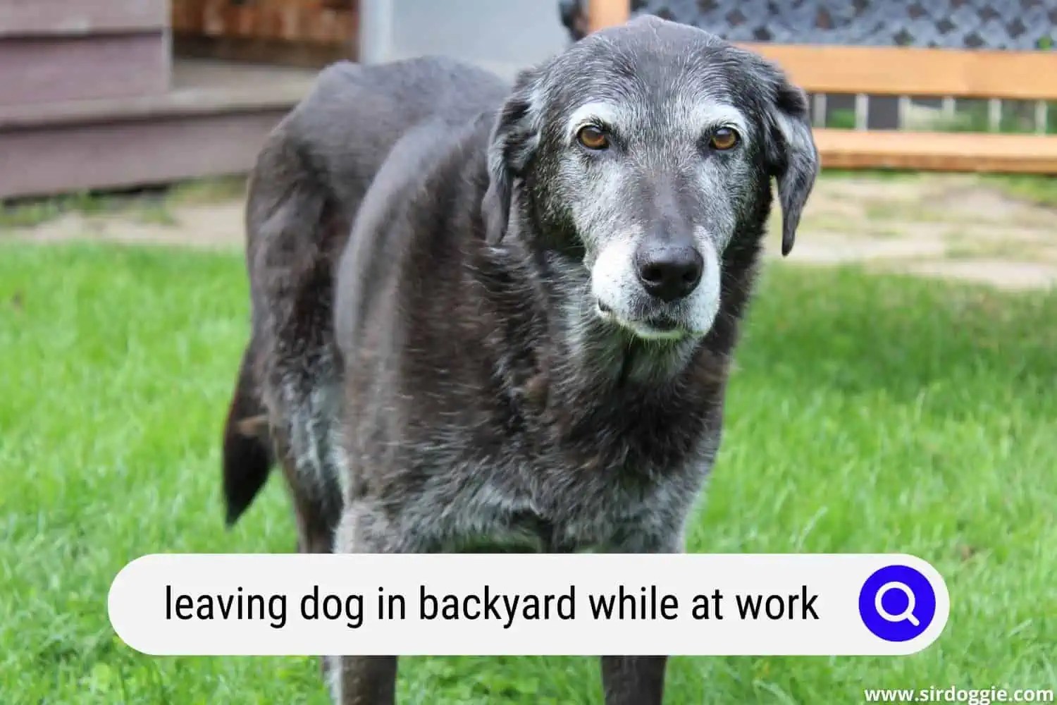 Leaving Dog in Backyard While at Work Good or Bad?