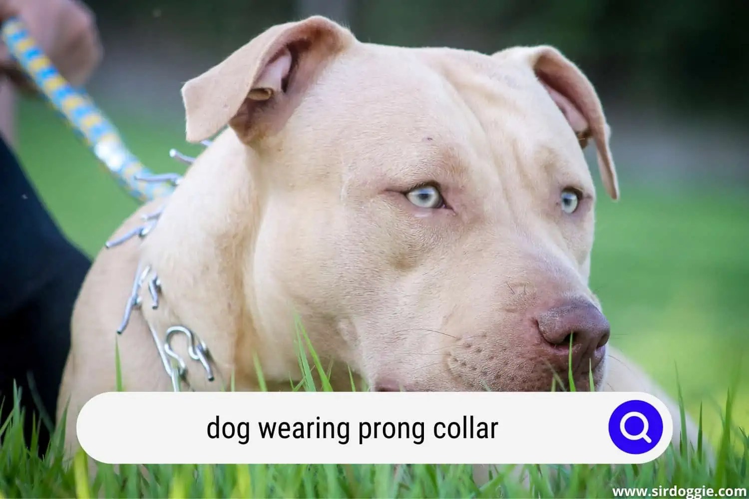 At What Age a Dog Can You Use a Prong Collar?