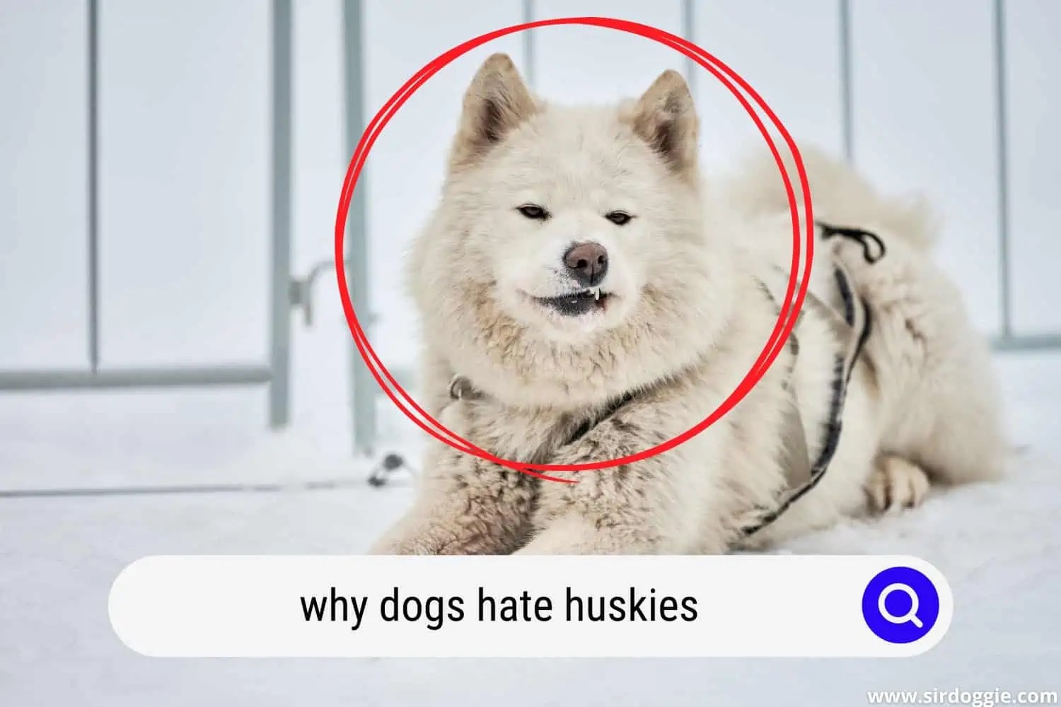 5 Reasons Why Dogs Hate Huskies