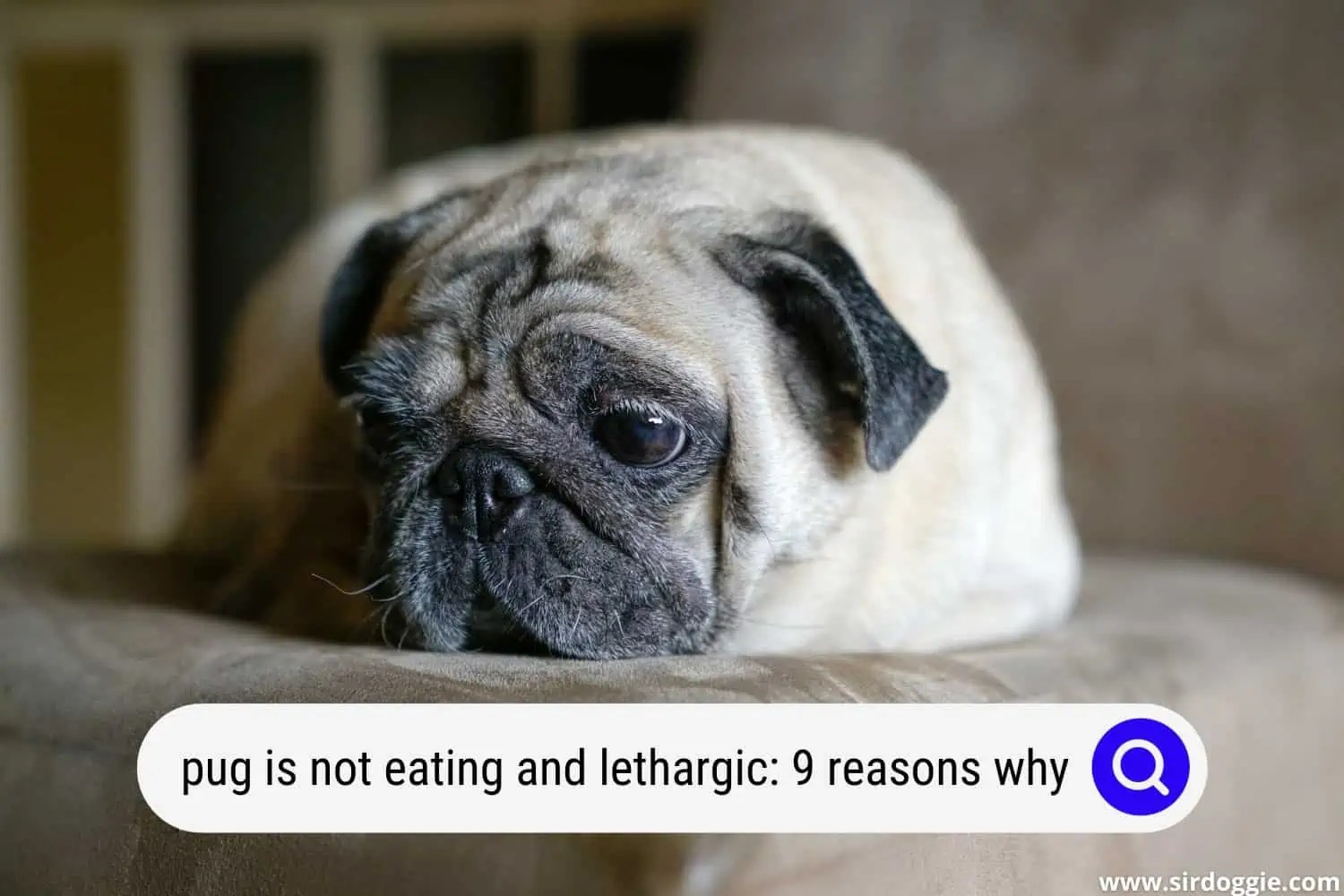 A Pug Is Not Eating and Lethargic 9 Main Reasons Why It Happens