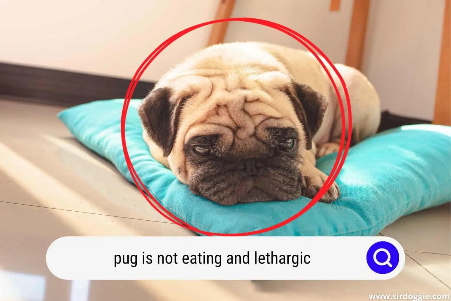 A Pug Is Not Eating and Lethargic 9 Main Reasons Why It Happens