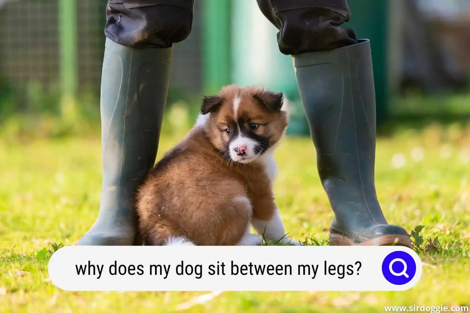 Why Does My Dog Sit Between My Legs? (8 Reasons)