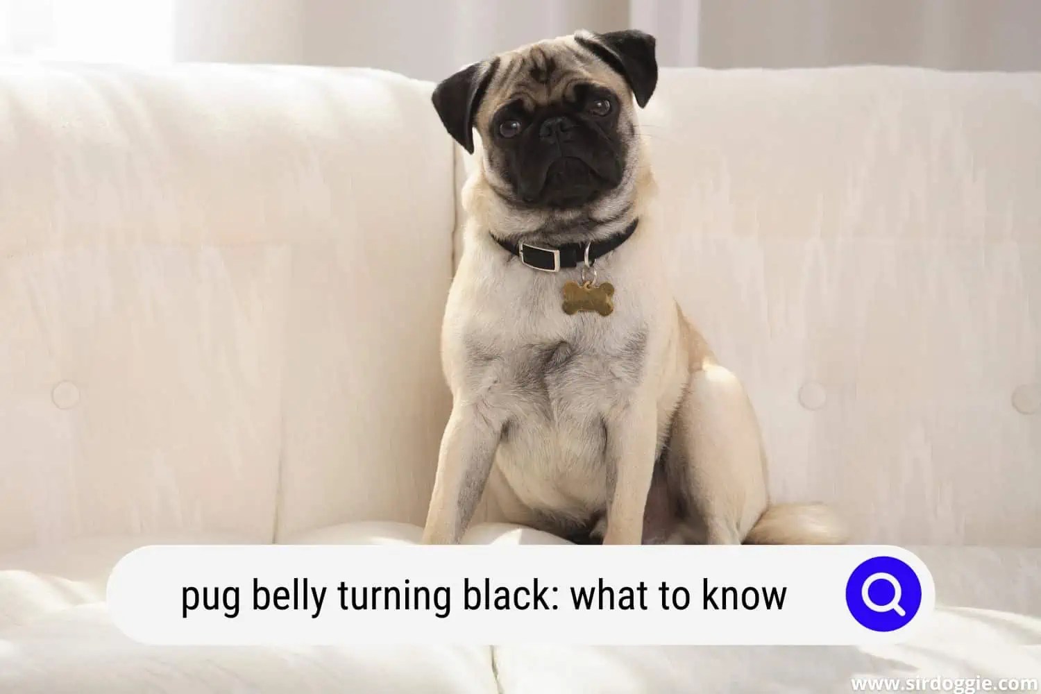 Pug Belly Turning Black Things You Need To Know