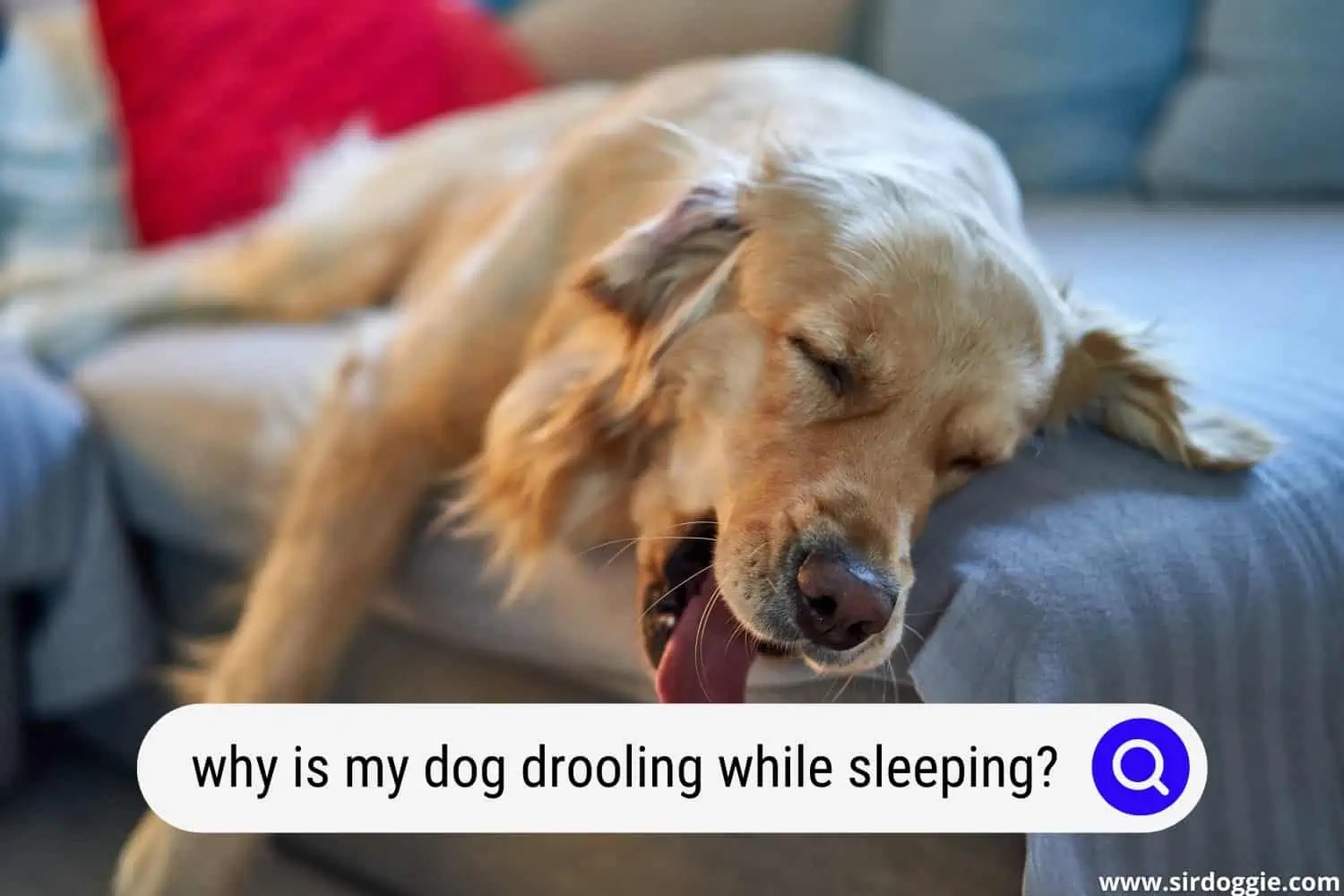 Why is My Dog Drooling While Sleeping? (4 Reasons)