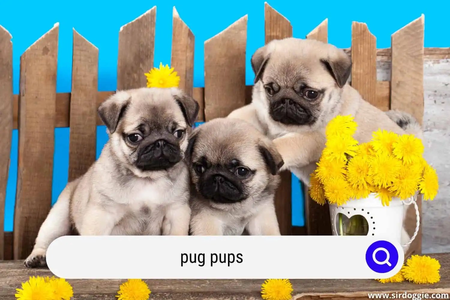 How Many Pups Can A Pug Have