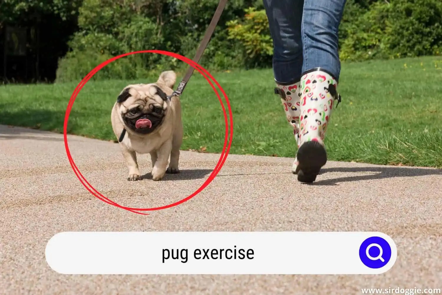 How Much Exercise Does A Pug Need
