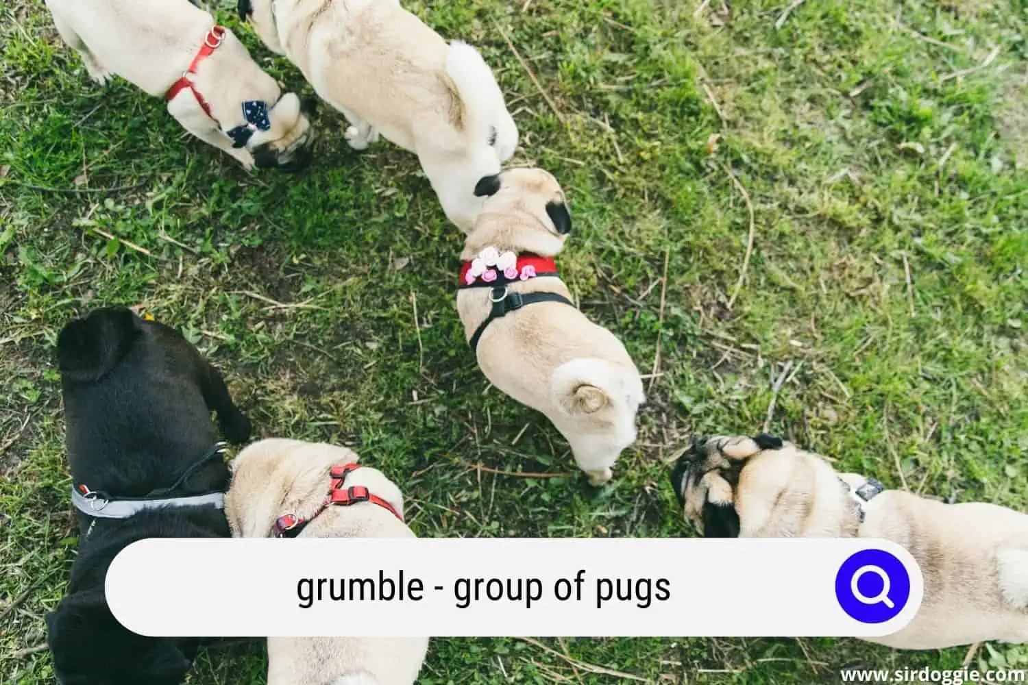 Why Is A Group Of Pugs Called A Grumble?