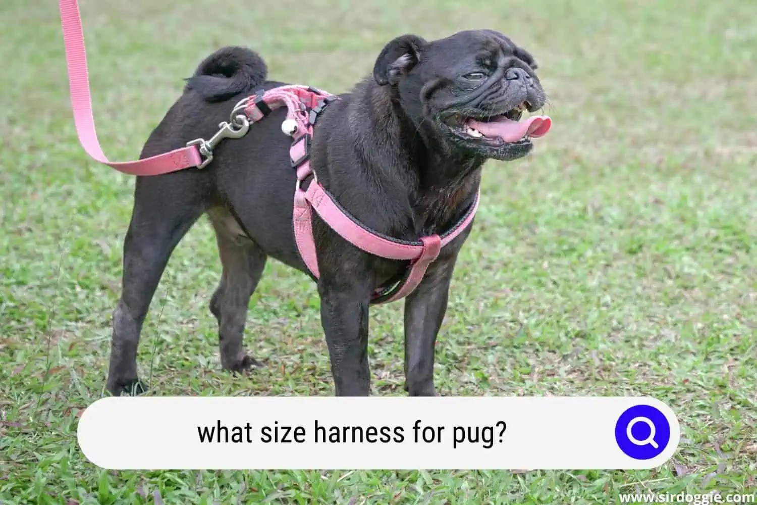 What Size Harness For Pug?