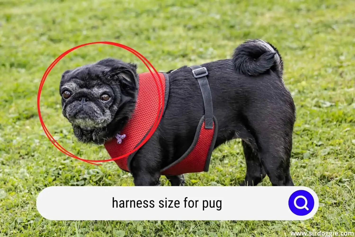 What Size Harness For Pug?