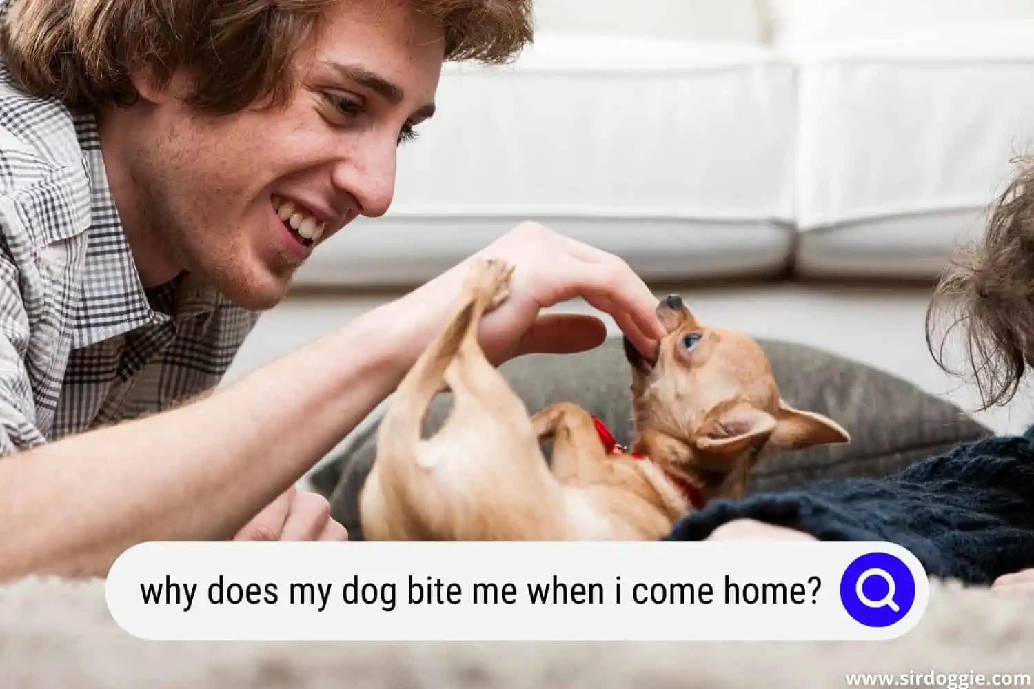 8 Reasons Why Your Dog Bites You When You Come Home