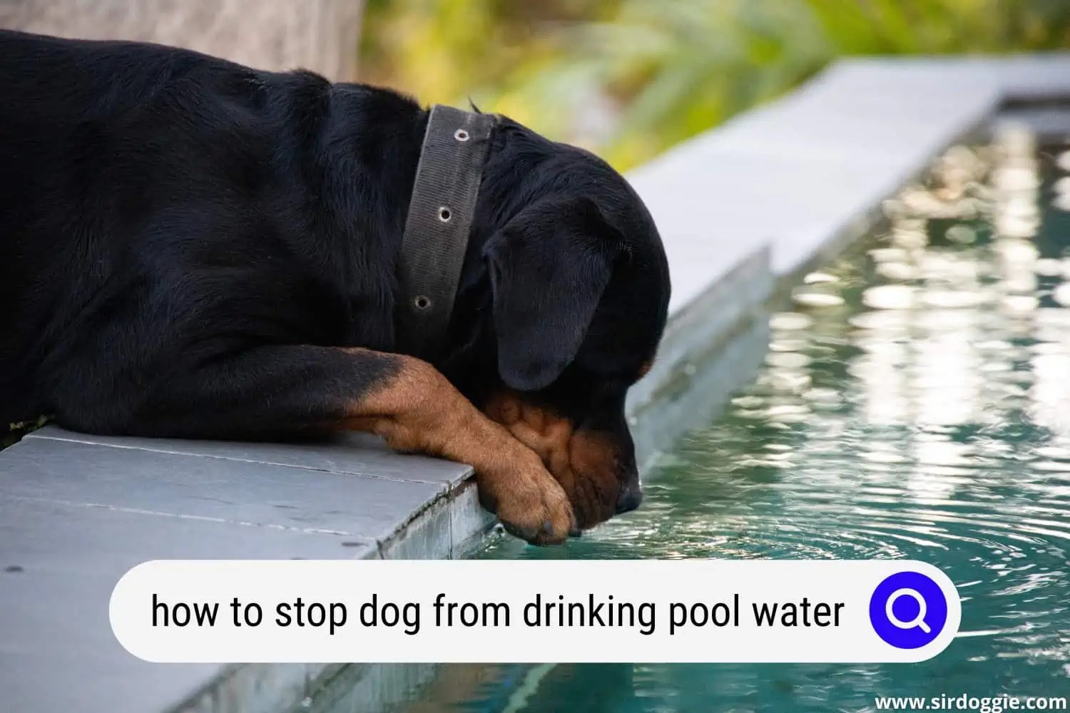 9 Ways to Stop a Dog from Drinking Pool Water