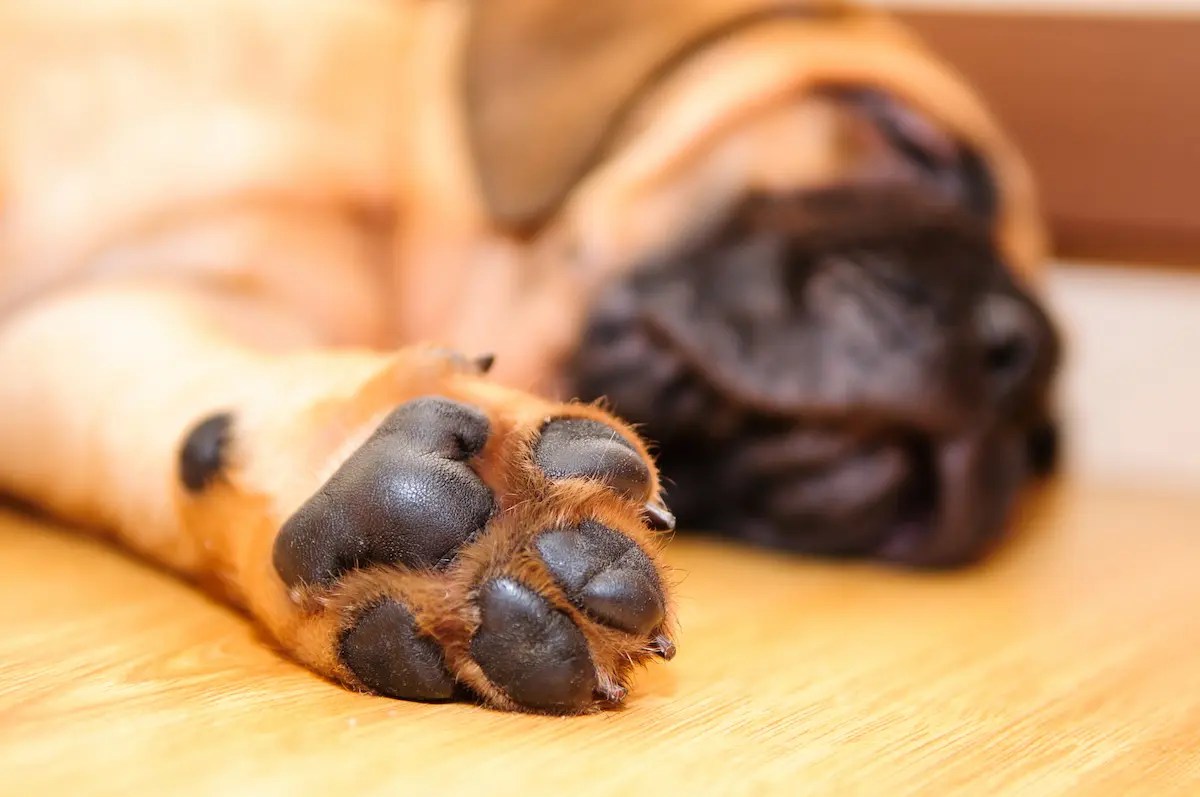 How Many Toes Does a Dog Have? [ANSWERED]