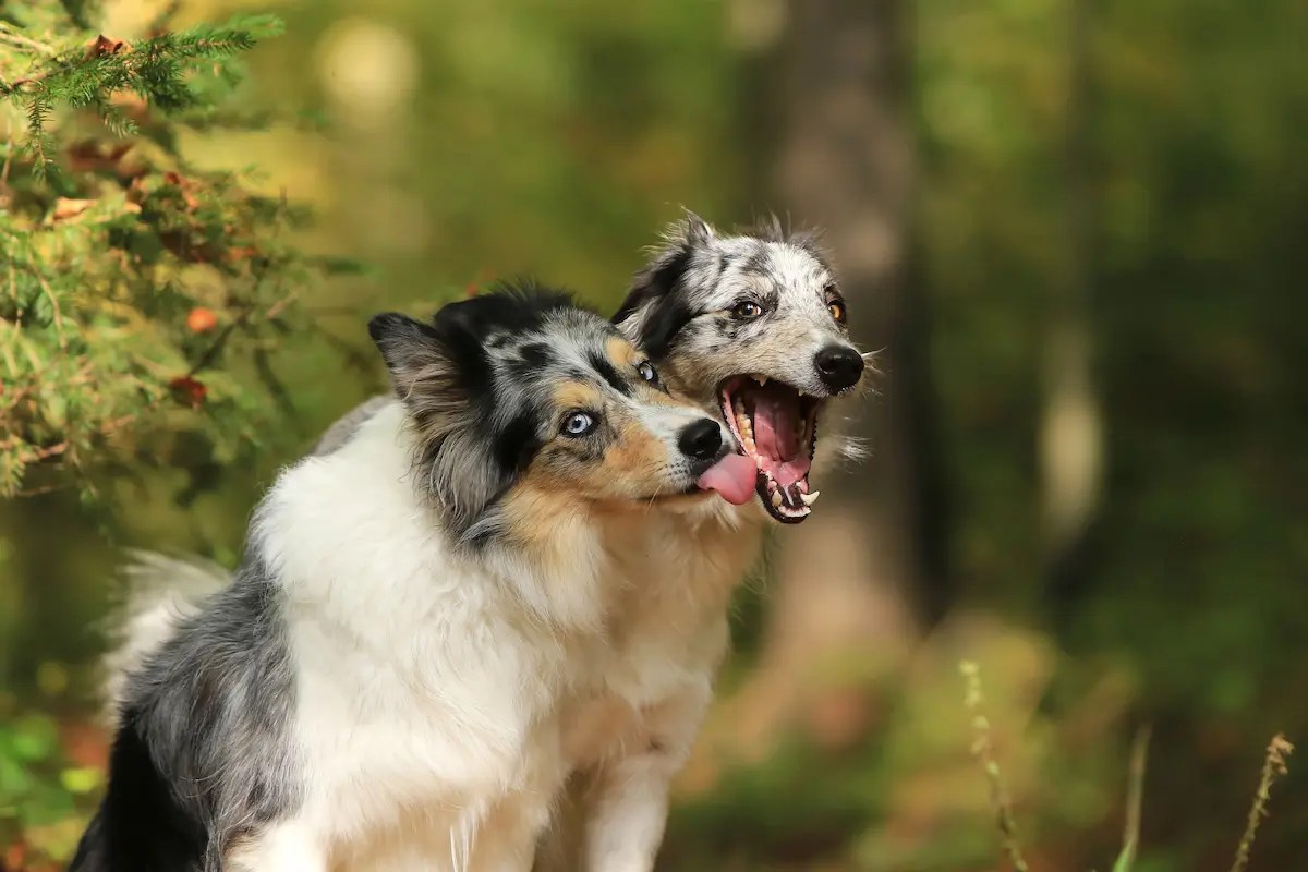 Why Do Dogs Lick Each Other's Teeth? [ANSWERED]