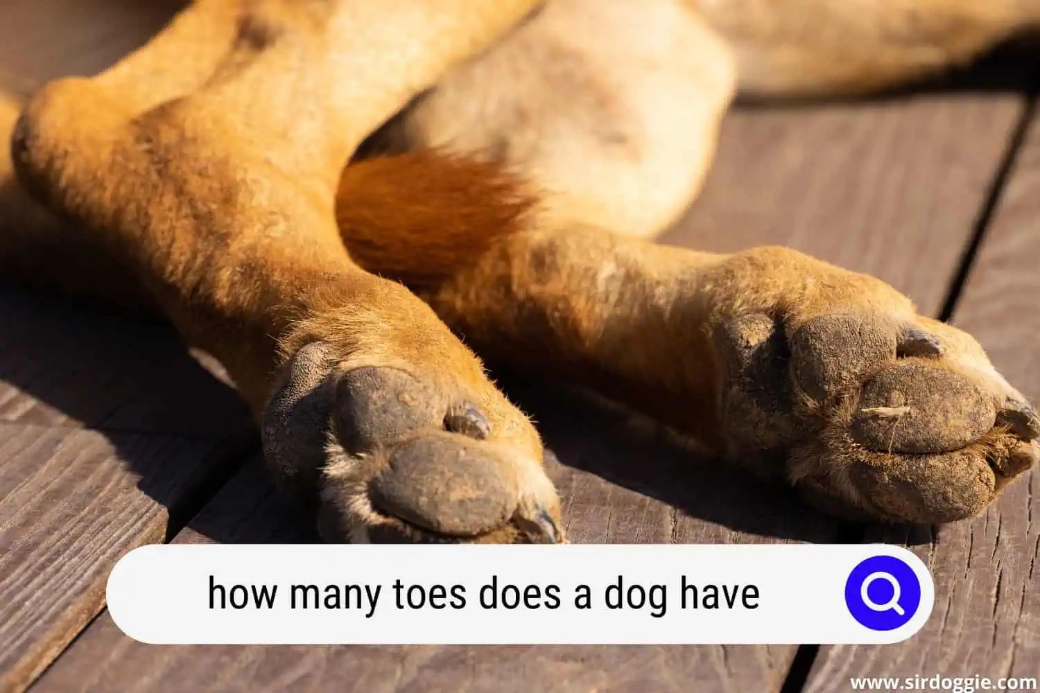 How Many Toes Does a Dog Have? [ANSWERED]