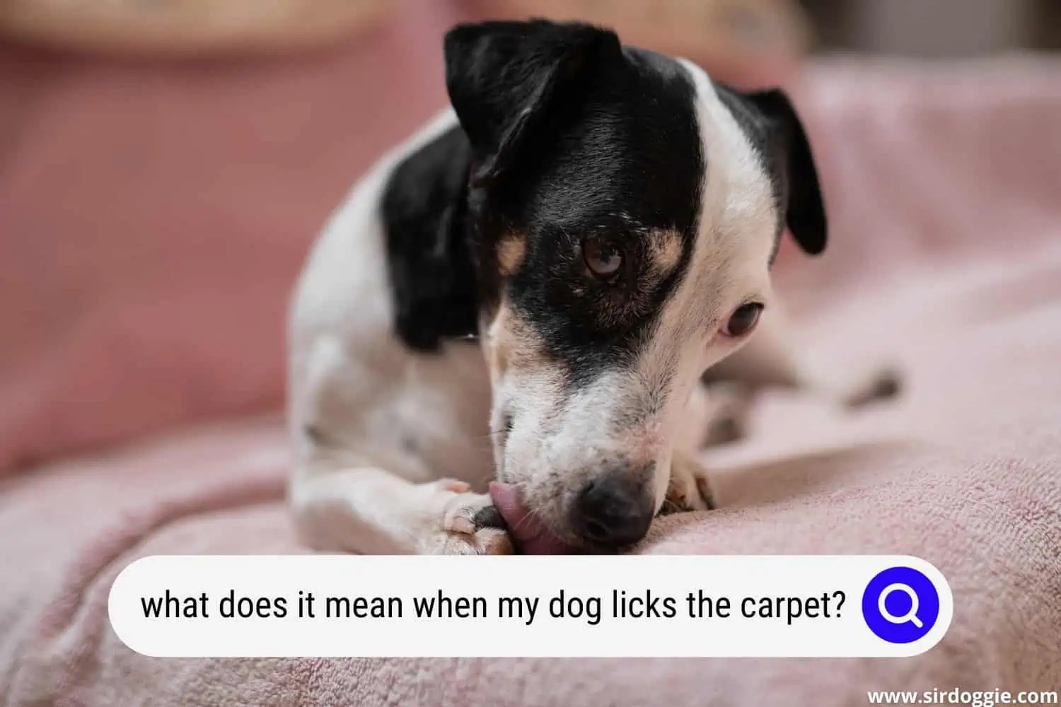 What Does It Mean When My Dog Licks The Carpet?