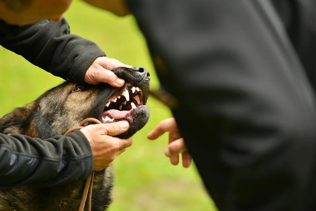 Why Are Dogs’ Lips Bumpy? [ANSWERED]