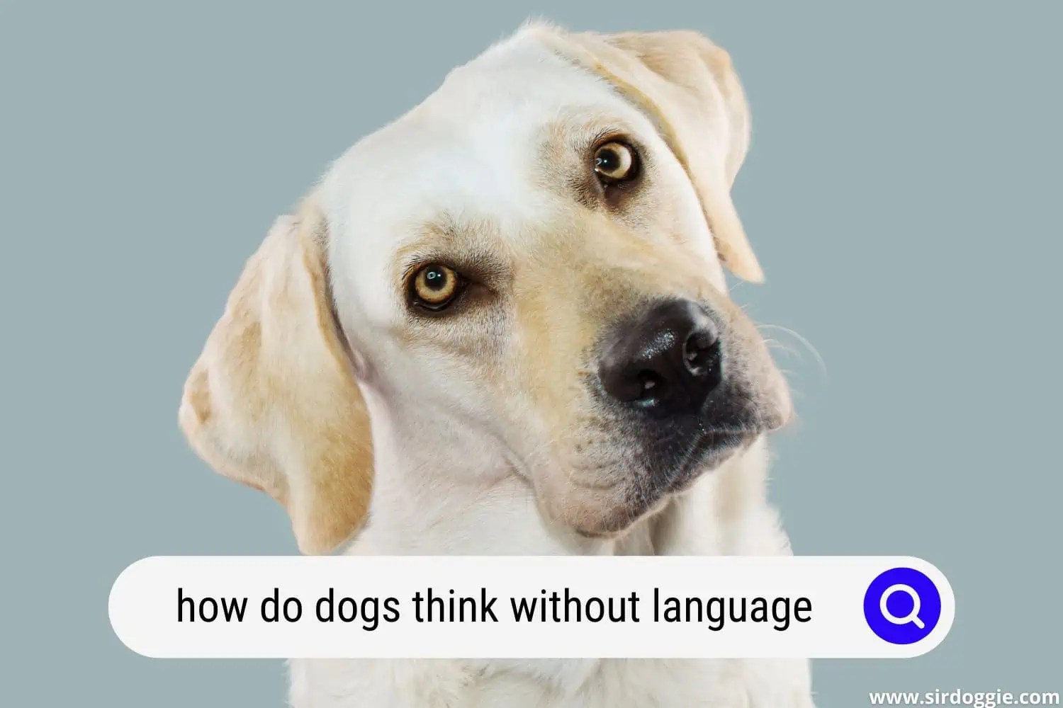How Do Dogs Think Without Language?
