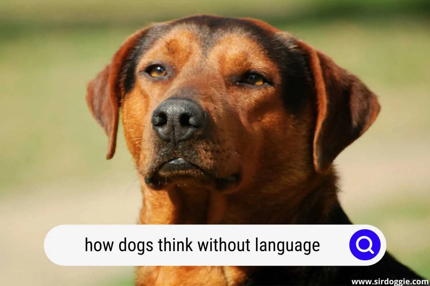 How Do Dogs Think Without Language?
