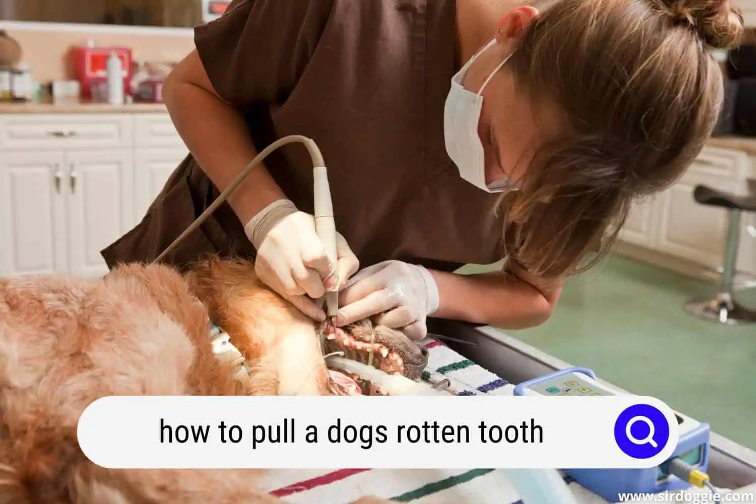 How To Pull A Dog's Rotten Tooth? [Signs, Causes & Prevention