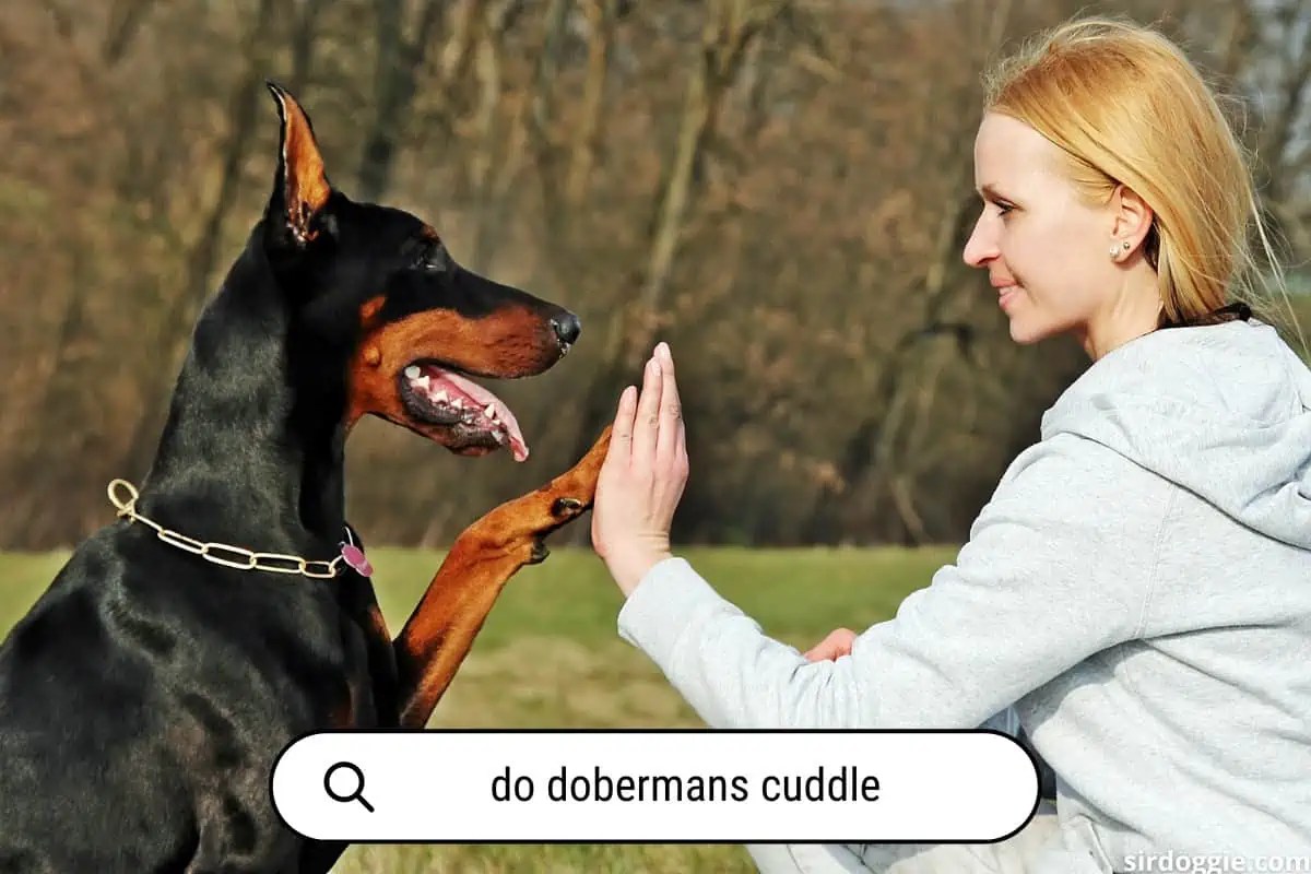Are Dobermans Good for FirstTime Dog Owners? [Why not]