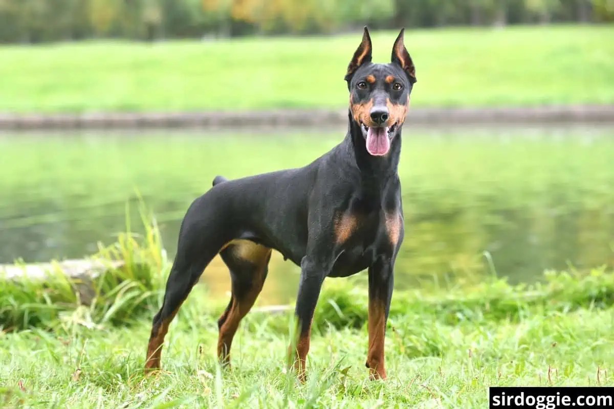 Are Dobermans Good Apartment Dogs?