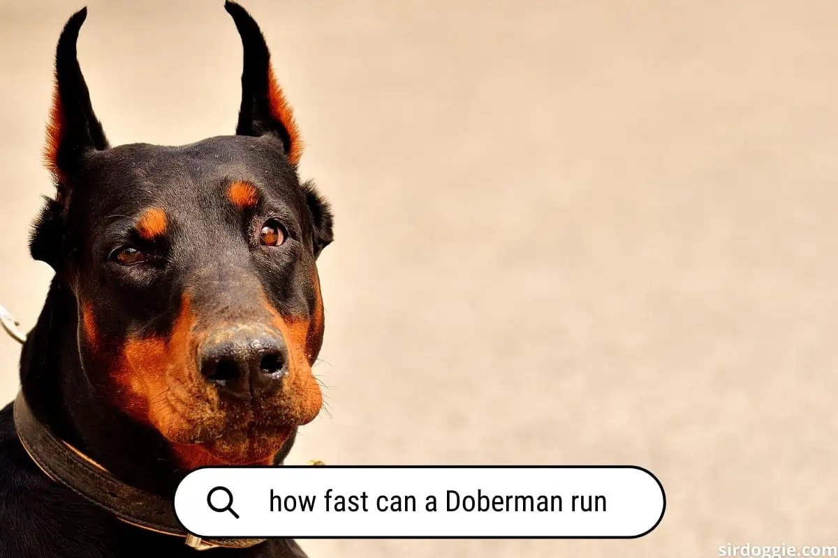 How Much Exercise Do Dobermans Need? (10 Ways To Burn Dobie Energy