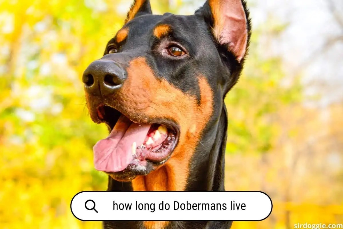10 Doberman Health Issues (Warning)
