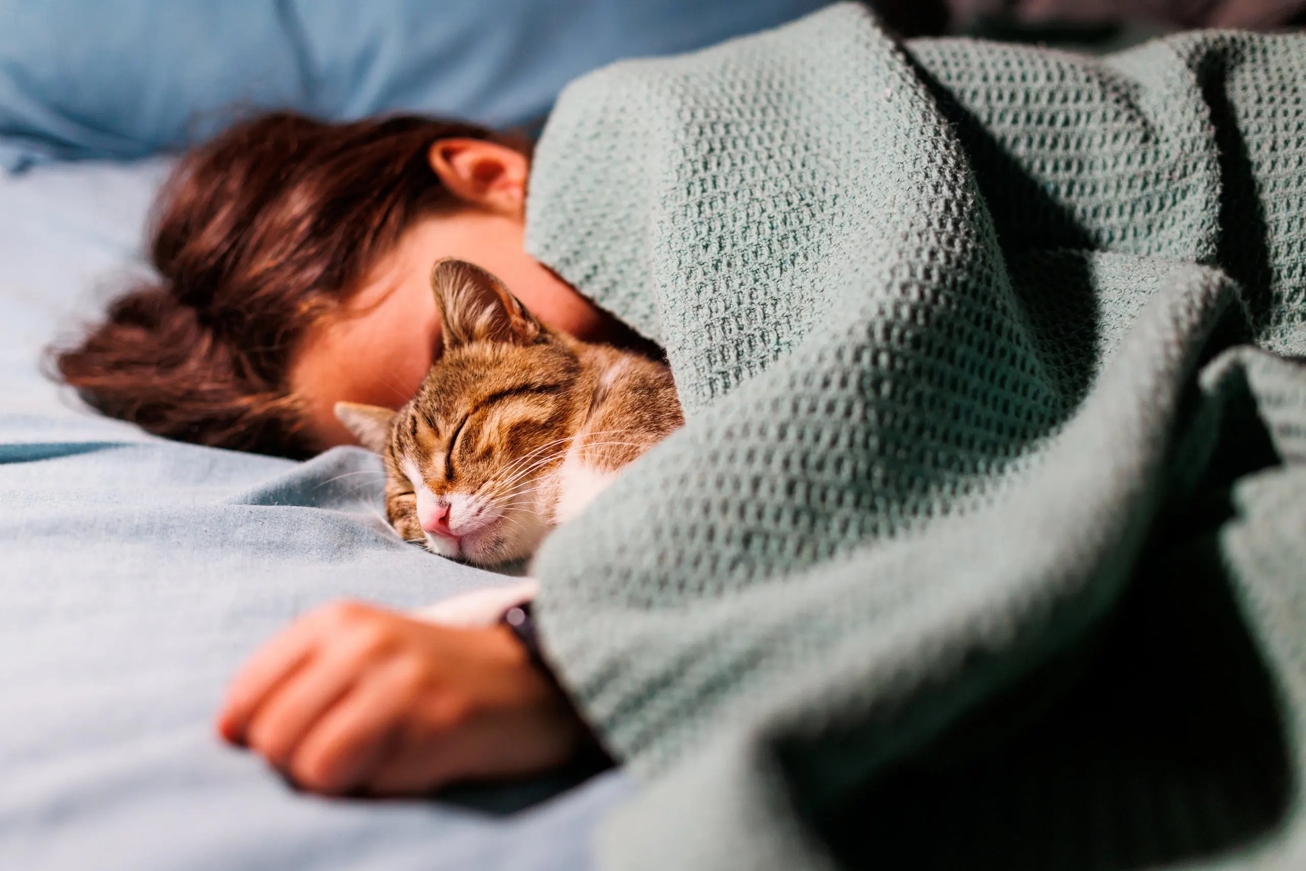 4 Benefits of Sleeping with Your Cat MattressNextDay