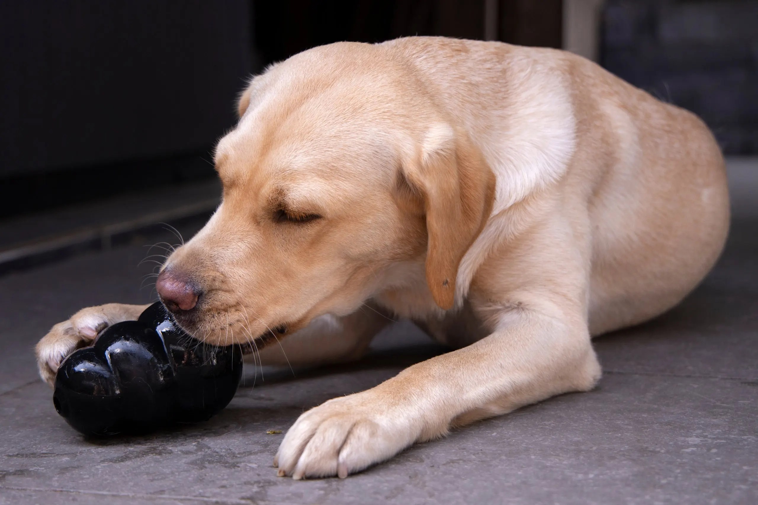 How To Keep Dog Cool At Night