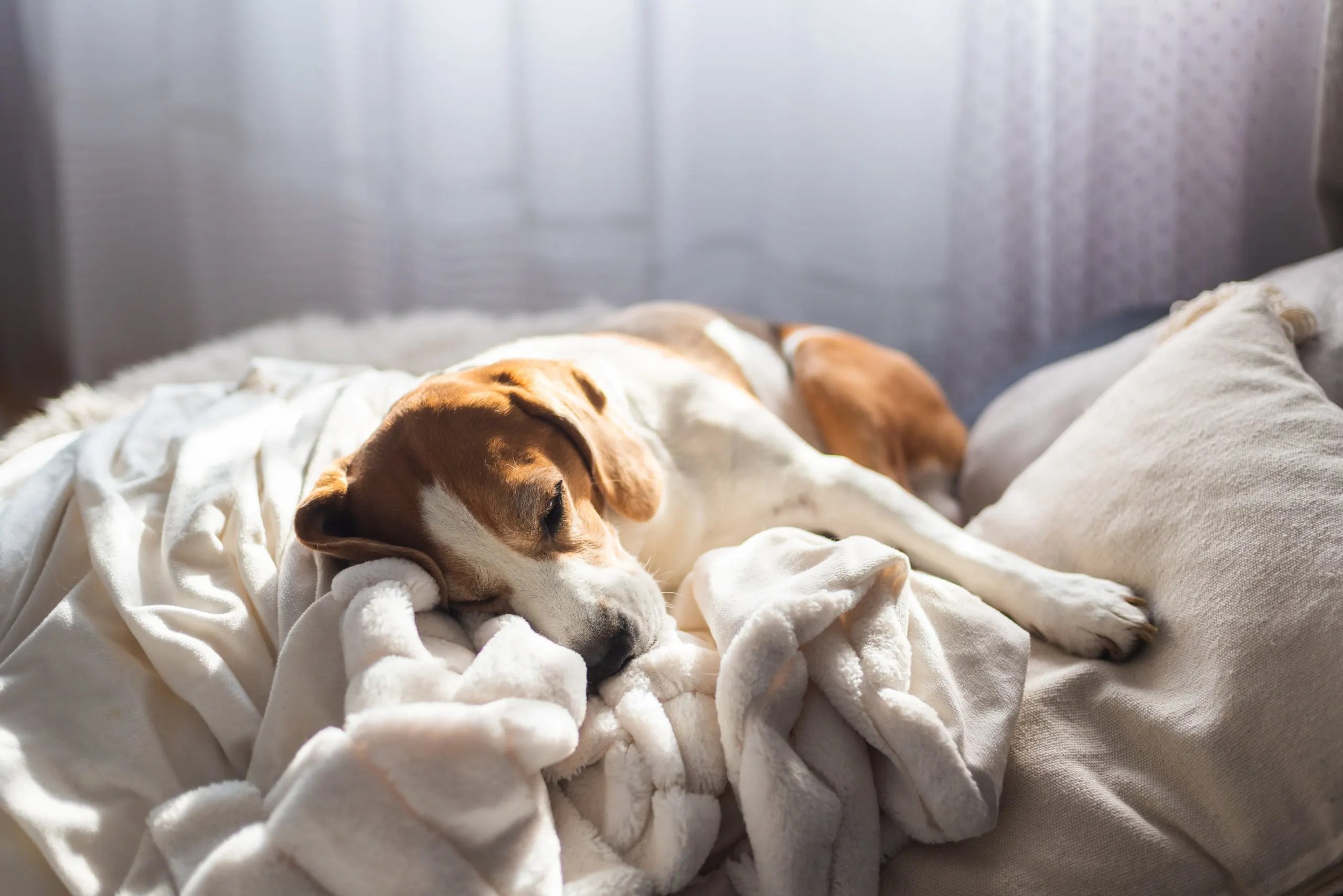 Why Do Dogs Sleep So Much? Your Dog's Sleep Explained