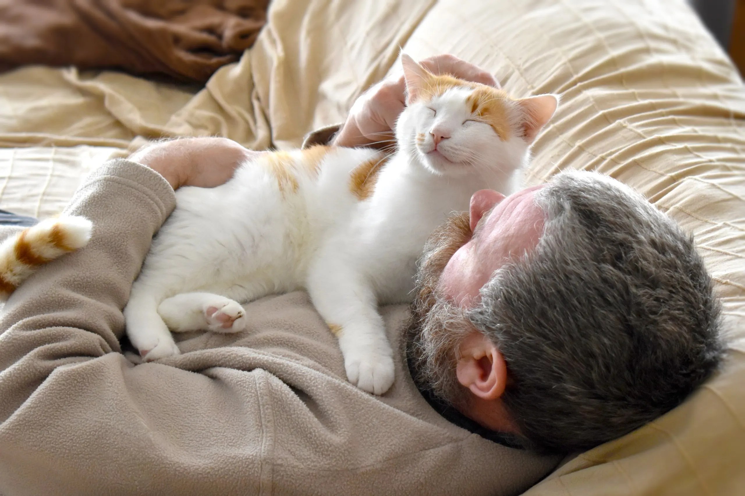 4 Benefits of Sleeping with Your Cat MattressNextDay