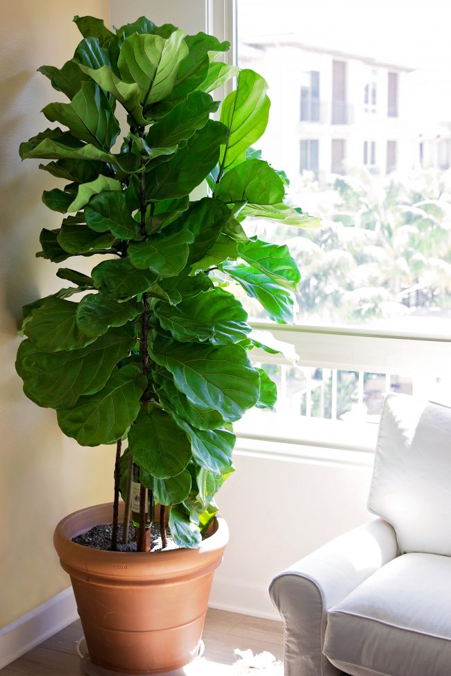 The Secret to Keep Your Plants Alive & Well