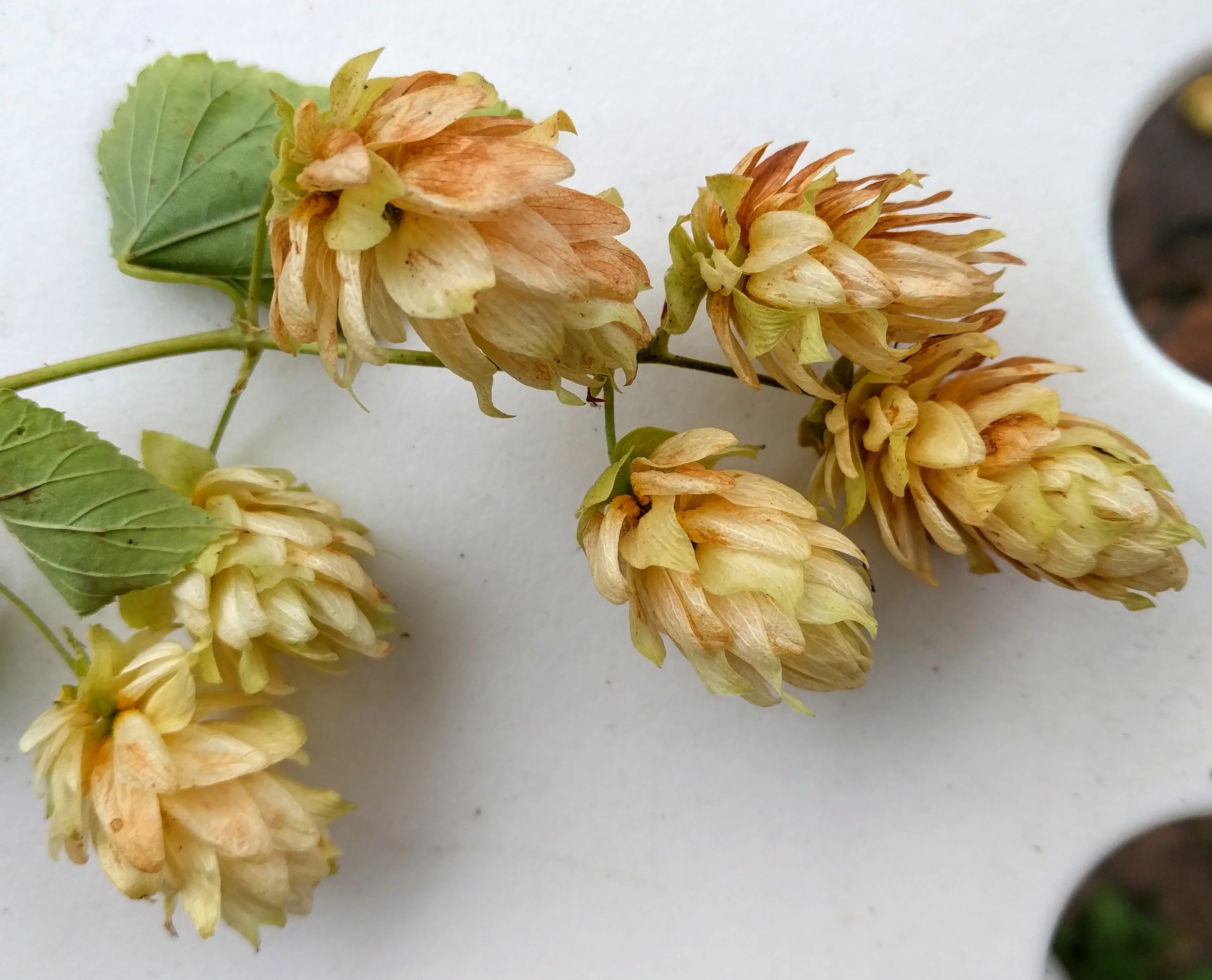 Abe Lincoln Used A Hops Pillow! Sister Sage Herbs