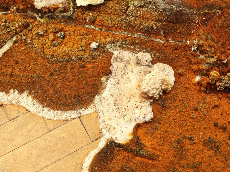 Dry Rot What It Is and How It Affects Your Health Sister Siding Co