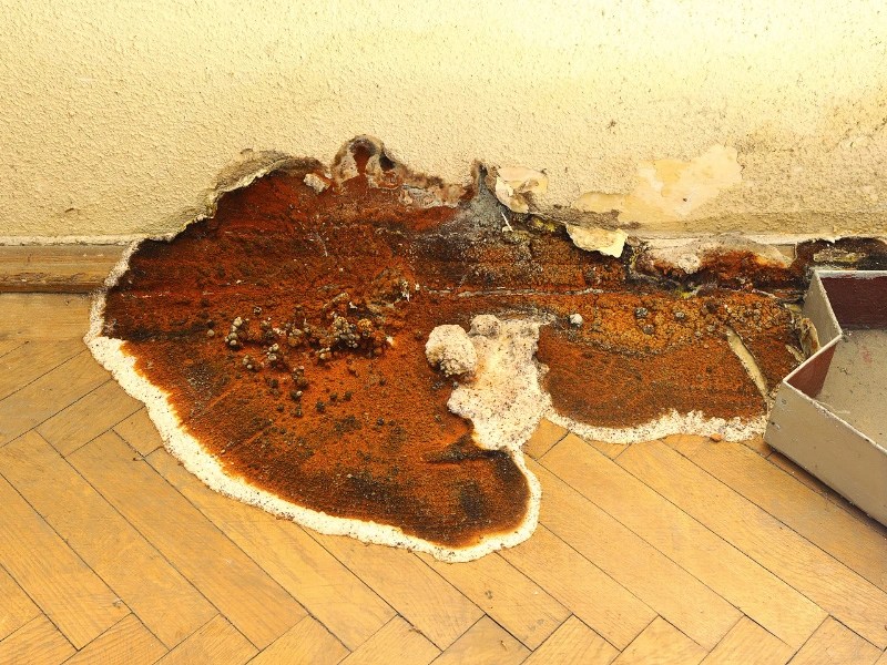 Blog Dry Rot What It Is and How It Affects Your Health Sister