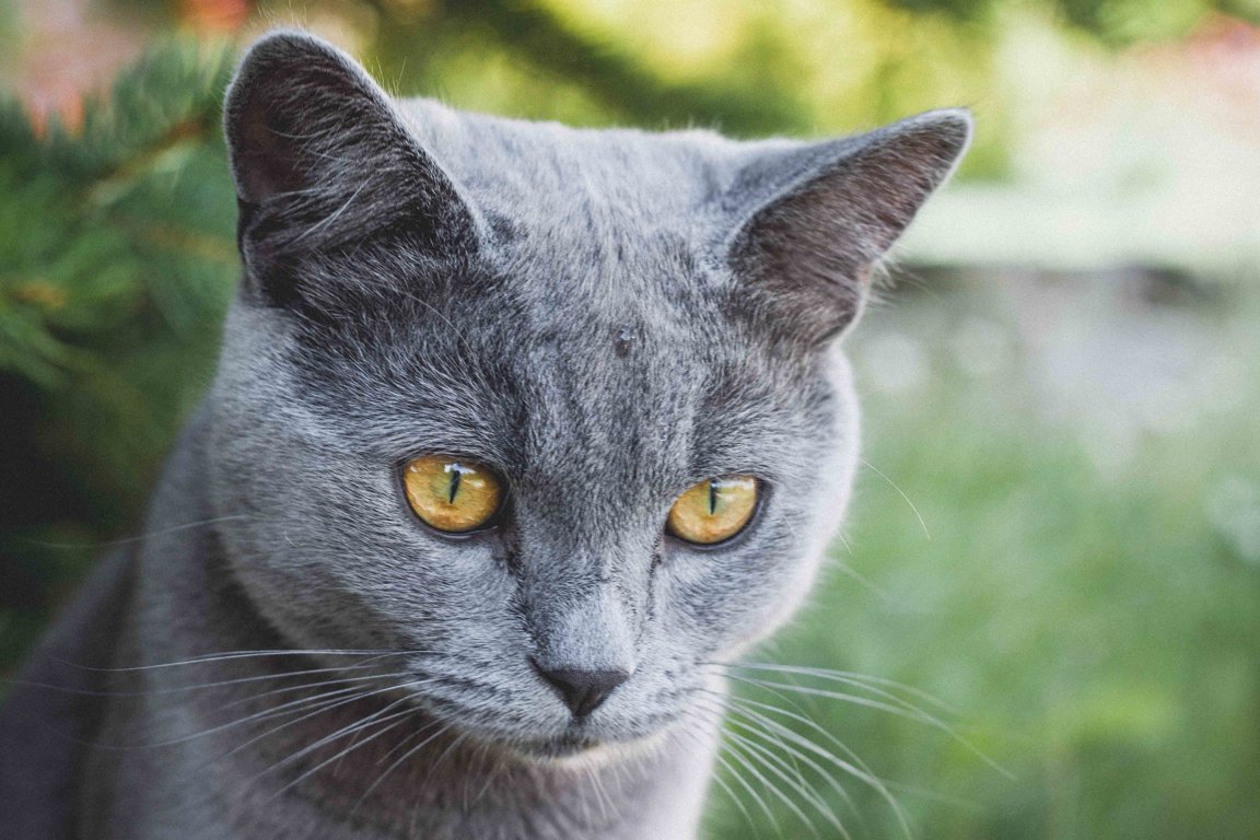 Shrimp Sensation: Why Your Cat Needs Treats with Real Shrimp and Taurine