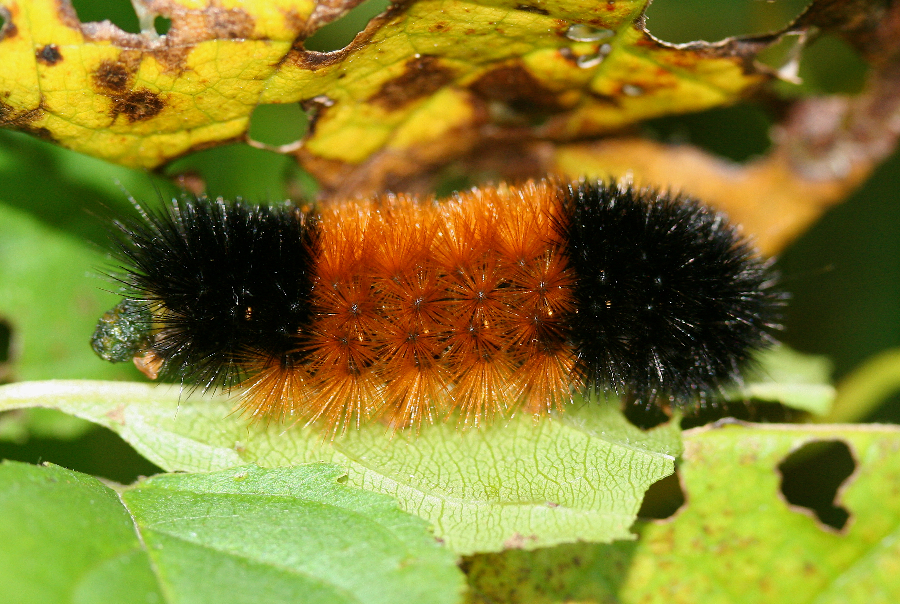 Woollybear Facts News Vermilion Ohio