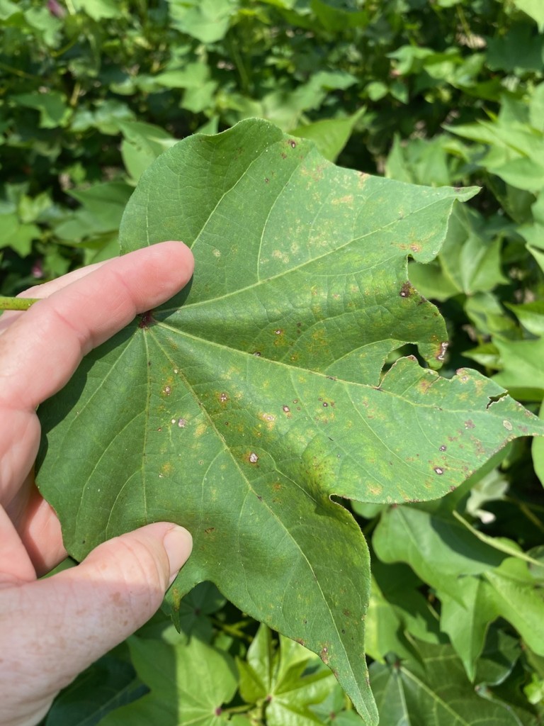 Cotton Diseases in Wet Weather Plow Points