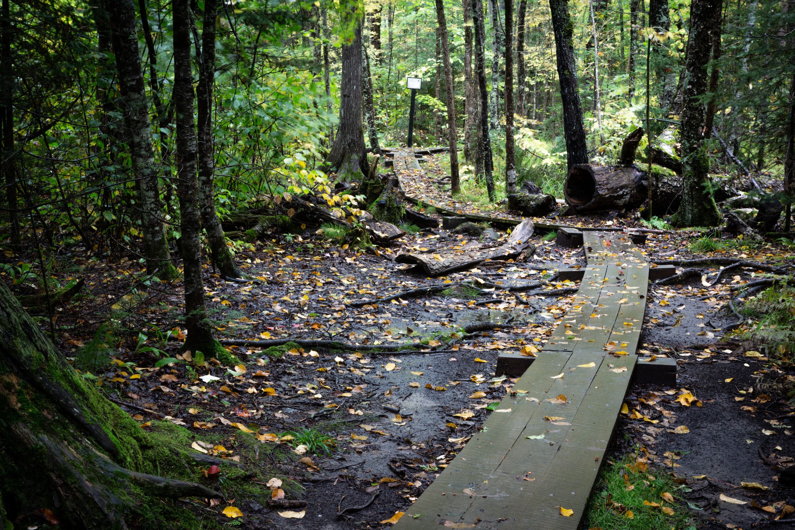 Explore Ely MN Jobs and Careers NORTHFORCE