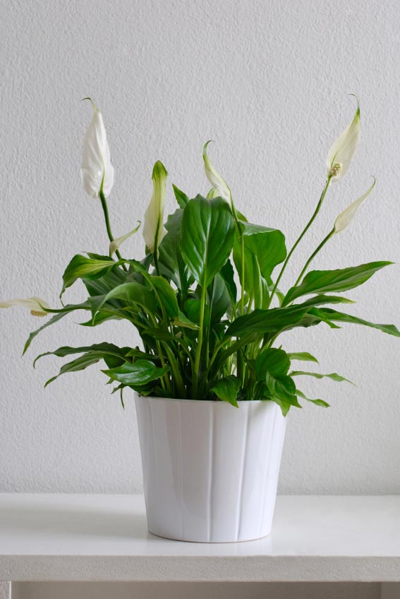 7 Plants For Your Bedroom to Help You Sleep