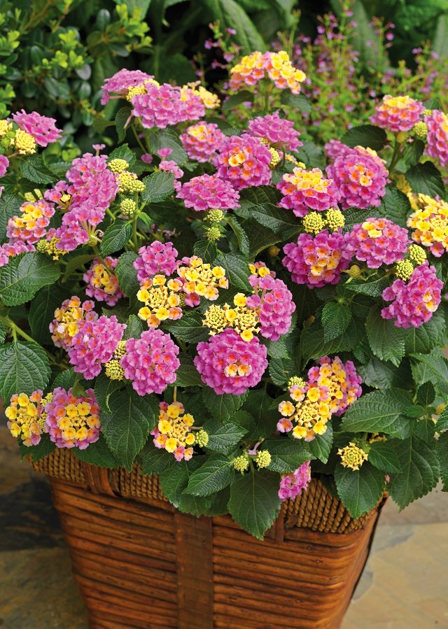 24 Plants That Grow (Almost) Without Water!