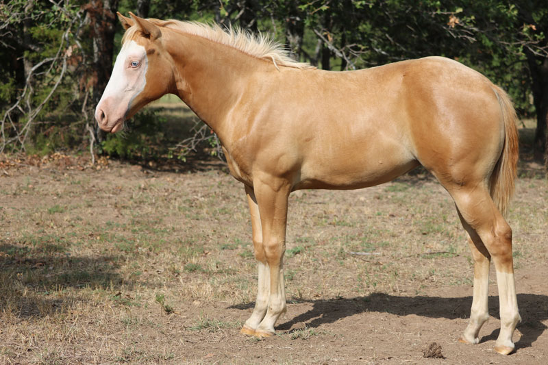 Reining Horses For Sale » Double PR Ranch Reining Horses